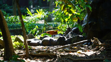 Zoos play a role in preserving endangered species, but there are ethical concerns about keeping animals in captivity.