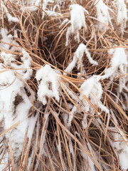 close-up of a brown grass plant covered in freshly fallen snow; serene winter scene