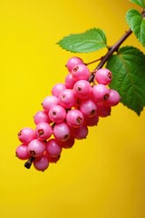 Pink currant branch in full bloom against a yellow background, bright colors, garden, botanical