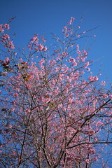 Cherry blossoms blooming on a tea hill