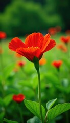 Fototapeta premium Red nasturtium flower blooms in green grass landscape, greenery, nasturtium, red