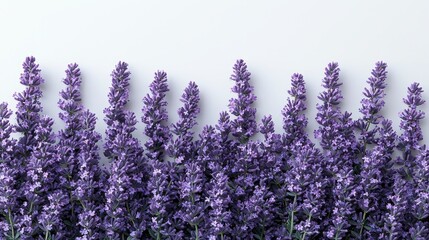 Naklejka premium Lavender flowers arranged in a row on white background. (1)