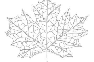 Obraz premium Intricate Leaf Design - Detailed Line Art