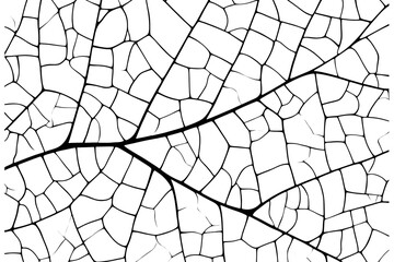 Obraz premium Intricate Leaf Vein Pattern