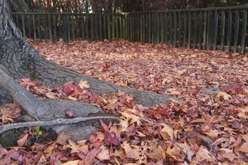 Autumn leaves on among the trees