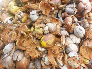 Pile of coconut coir husk
