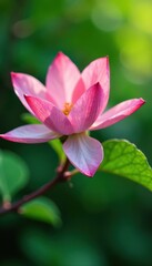Delicate petals unfurl on a branch amidst vibrant greenery , dense foliage, pink cherry blossom tree, indoor garden