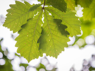Oak branches with green and yellow leaves in autumn park.