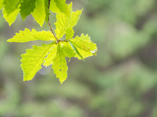 Oak branches with green and yellow leaves in autumn park.