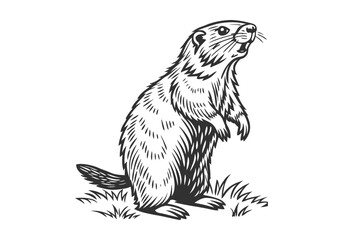 Vintage Beaver Standing Woodcut Engraving Style Vector Illustration with Intricate Hand-Drawn Details