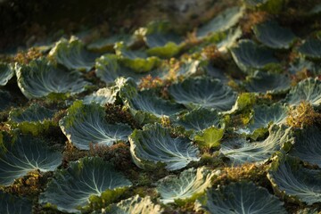 Fresh Green Cabbage Leaves Growing in a Sunlit Garden, Showcasing the Natural Beauty of Vegetables Cultivated in Rows with a Soft Focus Background