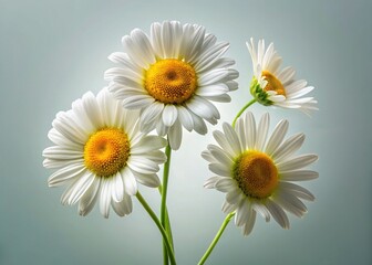 Fototapeta premium Minimalist Daisies: Isolated White Flowers on Transparent Background for Design Projects