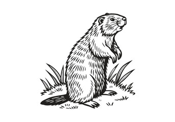 Vintage Beaver Standing Woodcut Engraving Style Vector Illustration with Intricate Hand-Drawn Details