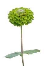 Isolated green zinnia flower with stem cut out on white background for summer season and graphic...