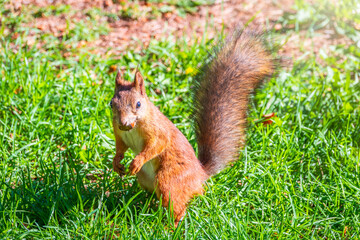 Autumn Squirrel standing on its hind legs on on green grass with fallen yellow leaves