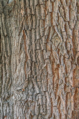 Bark texture and background of a old tree trunk. Detailed bark texture.