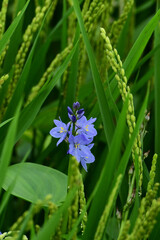 真夏の田んぼのミズアオイ