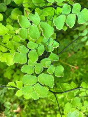 Close-up of Delta maidenhair fern in the forest.