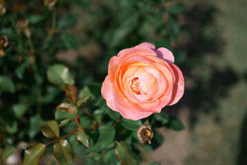 Orange rose blooming in ornamental flower garden