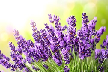 Obraz premium Vibrant Lavender Bouquet, Soft Focus Spring Bloom