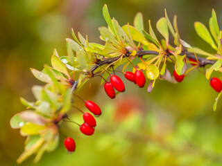 Branches of a barberry Bush with ripe red barberry berries