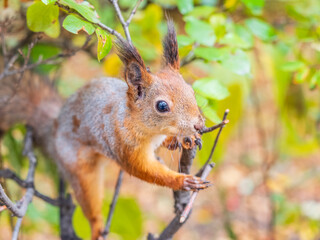 Portrait of a squirrel on a tree trunk