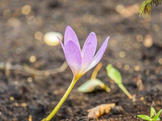 Autumn purple crocuses bloomed above the ground.