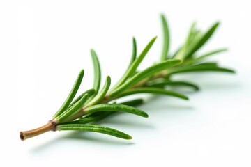 Fototapeta premium Single rosemary leaf isolated on white background , foliage, alpha blending, botanical