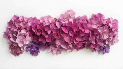 Obraz premium Vibrant pink and purple hydrangea flowers in a scattered flat lay arrangement, creating a colorful contrast on white background.