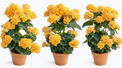 Vibrant Yellow Flowering Plant in Terracotta Pot with Green Leaves