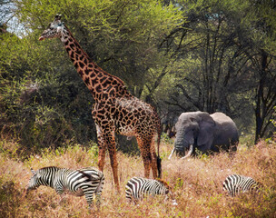Giraffe, elephant, and zebras in savannah on safari in Tanzania, Africa