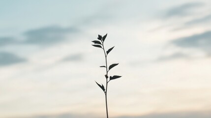 Obraz premium Silhouetted plant stem against a soft, cloudy sky.