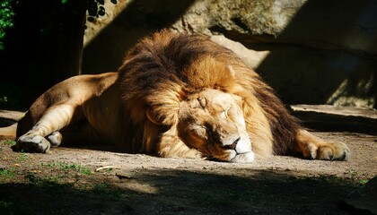 Naklejka premium 寝ているライオン