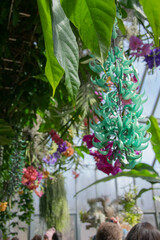 Colorful Flowers in Botanic Garden Atrium on Bright Clear Sunny Day