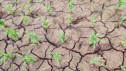 rice plants that are dry due to the dry season