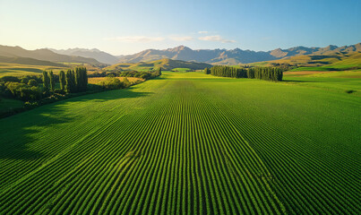 Fototapeta premium A sustainable agricultural landscape with drone technology