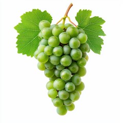 Obraz premium Fresh Green Grapes with Leaves Isolated on White Background
