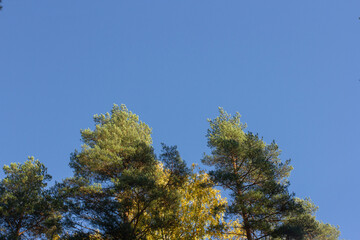 Breathtaking view of blue sky framed by tall forest trees, with sunlight streaming through the leaves. Beauty of nature. Evergreen pine trees over blue background. Natural banner with copy space.