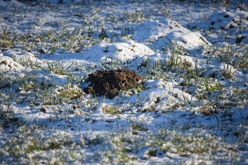 Molehill disturbing snowy lawn during winter season