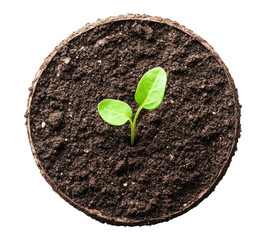 Sprout in the ground isolated on transparent background, top view