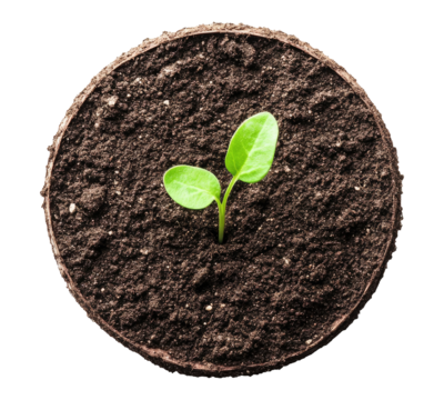 Sprout in the ground isolated on transparent background, top view
