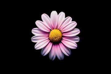 A minimalistic composition featuring a single white-pink daisy, its symmetrical petals radiating around a vibrant yellow center.