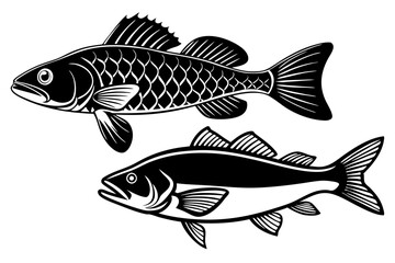 Pike perch fish isolated on white background