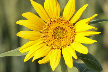 Sunflower closeup. Selective focus. Nature concept.