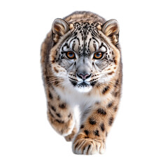Obraz premium A snow leopard running towards the viewer with striking features.