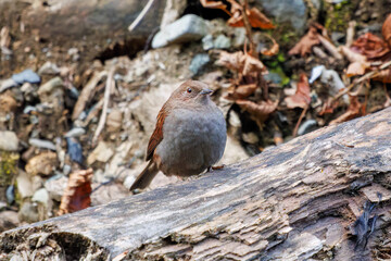 可愛いカヤクグリ（イワヒバリ科）
英名学名：Japanese Accentor (Prunella rubida)
神奈川県清川村早戸川林道2024年

