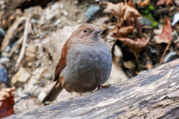 可愛いカヤクグリ（イワヒバリ科）
英名学名：Japanese Accentor (Prunella rubida)
神奈川県清川村早戸川林道2024年
