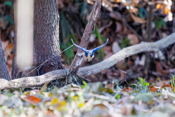 雄の
羽ばたいて飛び出す幸せの青い鳥、可愛いルリビタキ（ヒタキ科）
英名学名：Red-flanked Bluetail (Tarsiger cyanurus)
埼玉県北本市、北本自然観察公園 2025
