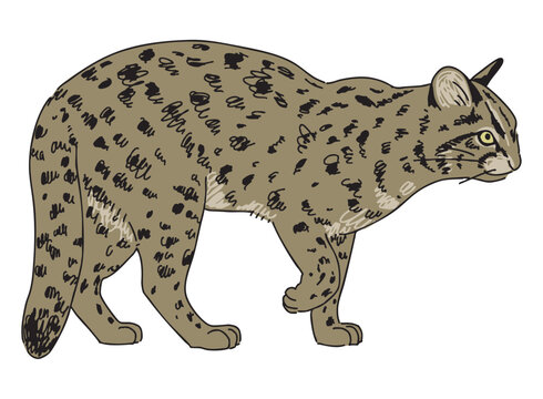 Iriomote Cat