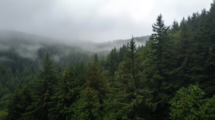 Obraz premium Lush Evergreen Forest with Misty Peaks and Dense Swaying Trees